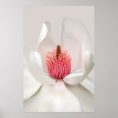 Poster Fleurs | Magnolia blanche (Devant)