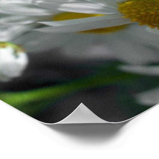 Poster Fleurs marguerites (Coin)
