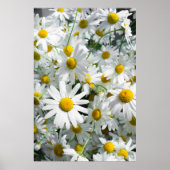 Poster Fleurs marguerites (Devant)