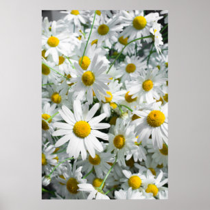 Poster Fleurs marguerites