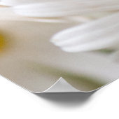 Poster Fleurs marguerites (Coin)
