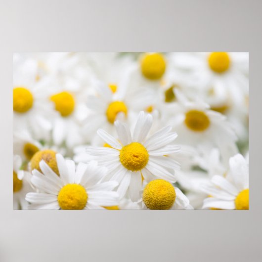 Poster Fleurs marguerites (Devant)