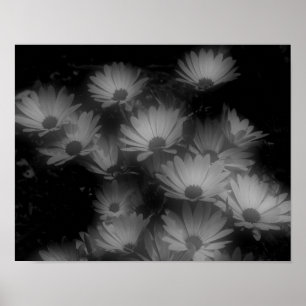 Poster Fleurs marguerites africaines Noir Blanc Haut Cont