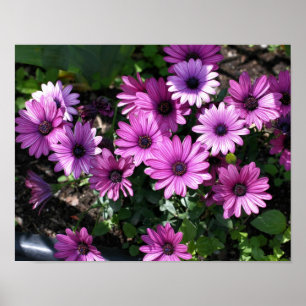 Poster Fleurs marguerites violettes africaines