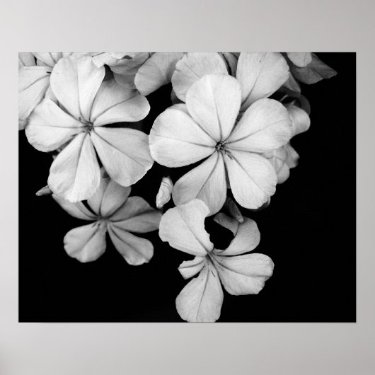 Poster Fleurs noires et blanches en gros plan (Devant)