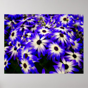 Poster Fleurs numériques Bleues et Blancs