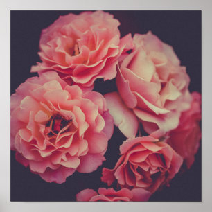 Poster Fleurs oeillets roses