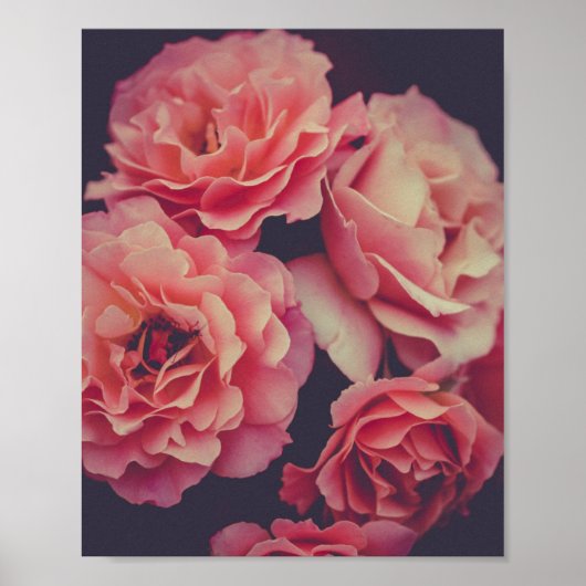 Poster Fleurs oeillets roses (Devant)