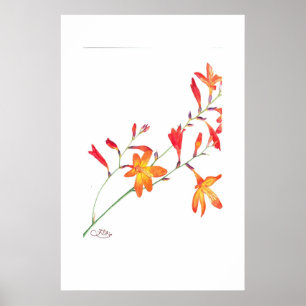 Poster Fleurs oranges