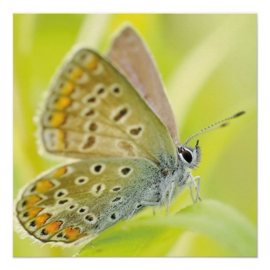 Poster Fleurs papillon Fleurs Fleurs Aimer Destiny Douche (Devant)