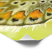 Poster Fleurs papillon Fleurs Fleurs Aimer Destiny Douche (Coin)