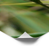 Poster Fleurs papillon Fleurs Fleurs Aimer Destiny Douche (Coin)