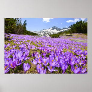 Poster Fleurs Parc de montagne de Crocus Pirin Bulgarie