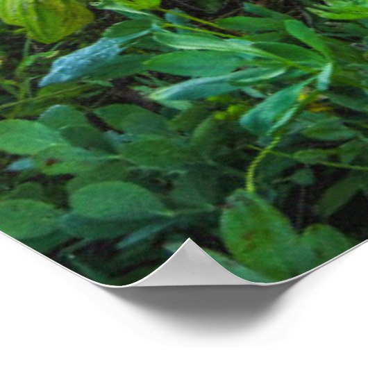 Poster Fleurs | Parc national du Mont Rainier (Coin)