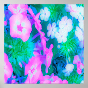 Poster Fleurs Phlox de jardin rose, vert, bleu et blanc