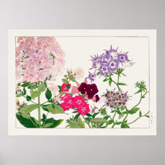 Poster Fleurs Phlox roses et violettes de Tanigami Konan,