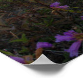 Poster Fleurs | Pinceau indien & Penstemon (Coin)