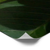 Poster Fleurs Plumeria Imprimer (Coin)