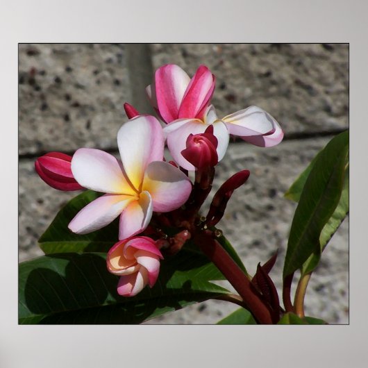 Poster Fleurs Plumeria Imprimer (Devant)