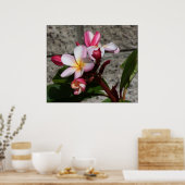 Poster Fleurs Plumeria Imprimer (Cuisine)