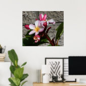 Poster Fleurs Plumeria Imprimer (Bureau à domicile)