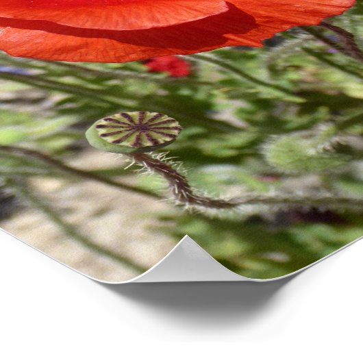 POSTER FLEURS POPPY (Coin)
