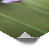 Poster Fleurs pourpres de la plante commune du jardin (Coin)