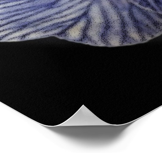 Poster Fleurs Primrose (Coin)