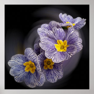 Poster Fleurs Primrose