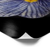 Poster Fleurs Primrose (Coin)