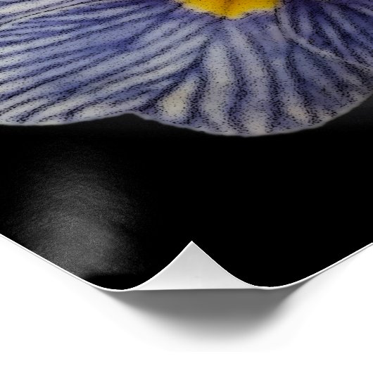 Poster Fleurs Primrose (Coin)