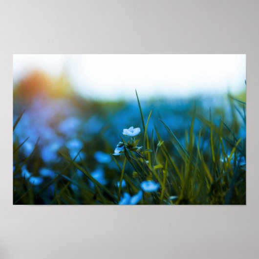 Poster Fleurs printanières dans le champ (Devant)