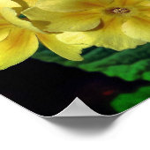 Poster Fleurs printanières de Primrose Jaune en miroir Ab (Coin)