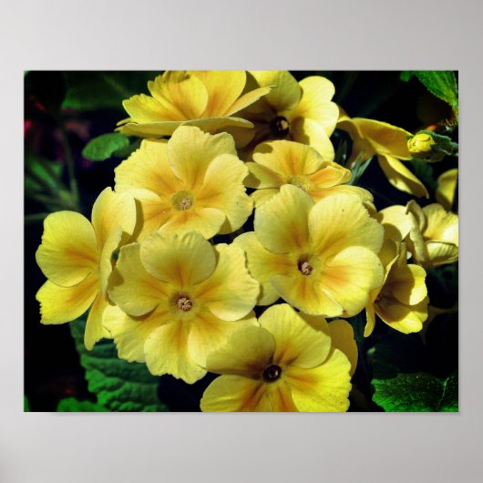 Poster Fleurs printanières de Primrose Jaune près (Devant)
