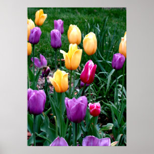 Poster Fleurs printanières Tulipes Jardin rose Jaune pour