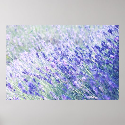 POSTER FLEURS PURPLE PETALED (Devant)