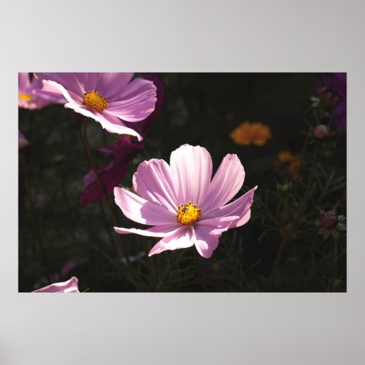 POSTER FLEURS PURPLE PETALED (Devant)