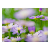 Poster Fleurs rêvées - Violet (Devant)