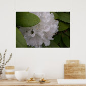 Poster Fleurs Rhododendron blanches Rhododendron (Cuisine)