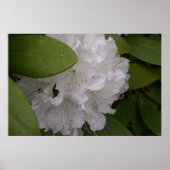 Poster Fleurs Rhododendron blanches Rhododendron (Devant)