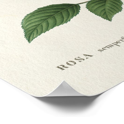 Poster Fleurs Rosa vintages (Coin)