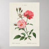 Poster Fleurs Rosa vintages (Devant)