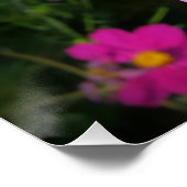 Poster fleurs rose vif (Coin)