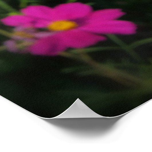 Poster fleurs rose vif (Coin)