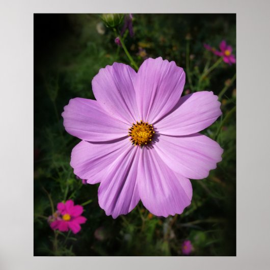 Poster fleurs rose vif (Devant)