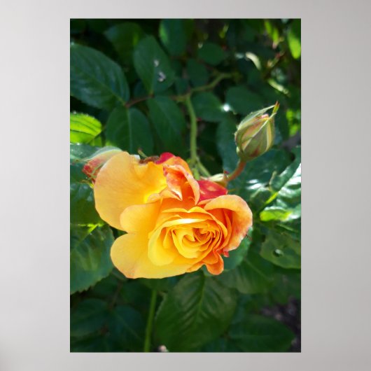 Poster fleurs roses (Devant)