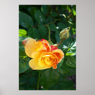 Poster fleurs roses