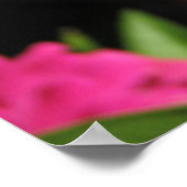 POSTER FLEURS ROSES (Coin)