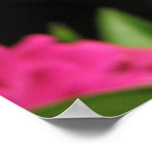 POSTER FLEURS ROSES (Coin)