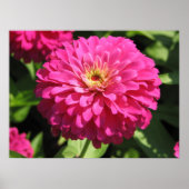 POSTER FLEURS ROSES (Devant)